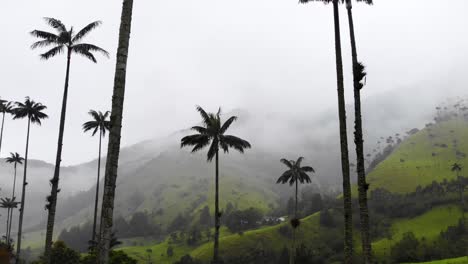 Antena-De-Altas-Palmeras-Con-Impresionantes-Montañas-Brumosas-Al-Fondo,-4k