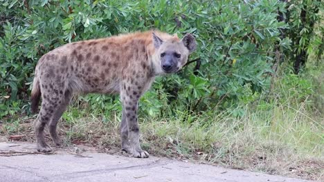 adult spotted hyena with shaggy coat moves into tall grass on roadside in kruger