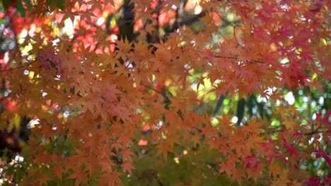 Japanese red maple leaf autumn colors softly waving in wind