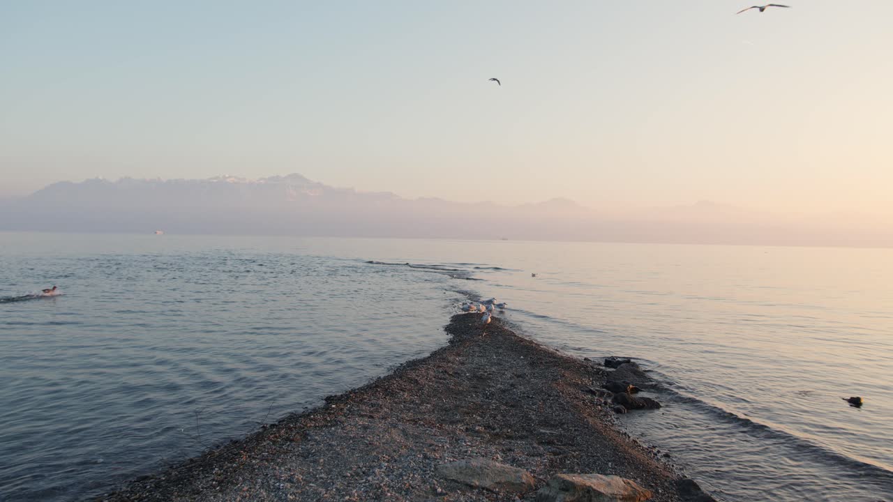 Birds flying on the coast of a lake at sunset