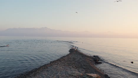 Birds-flying-on-the-coast-of-a-lake-at-sunset