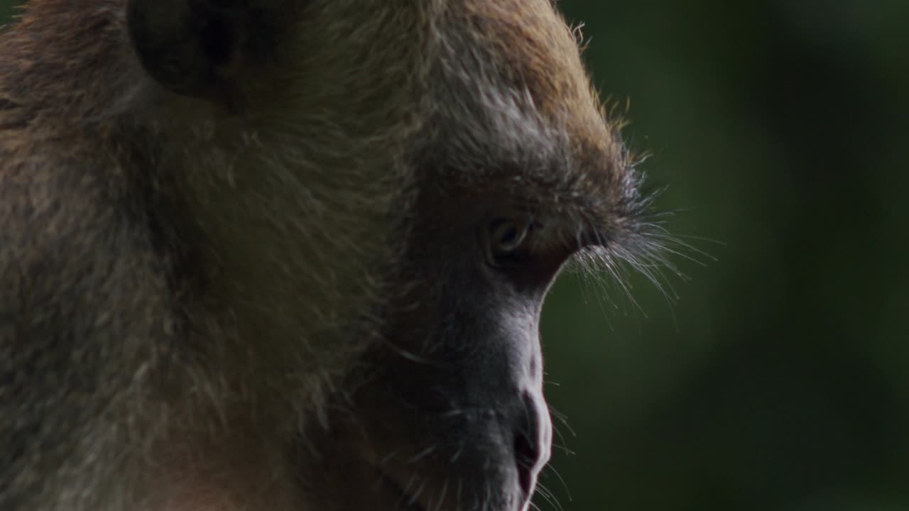 macaco sediento saciando la sed con una botella de agua