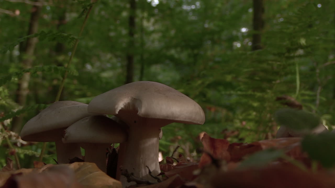 Mushrooms with bite marks in a forest with gentle breeze, blurry background