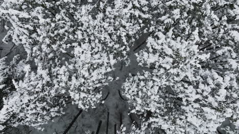 Después-De-Que-Una-Importante-Tormenta-De-Nieve-Azota-El-Medio-Oeste,-Un-Dron-Ofrece-Un-Panorama-Del-Bosque-Cubierto-De-Nieve