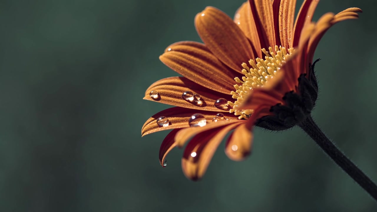 Petali di fiori arancioni con gocce di rugiada in luce soffusa
