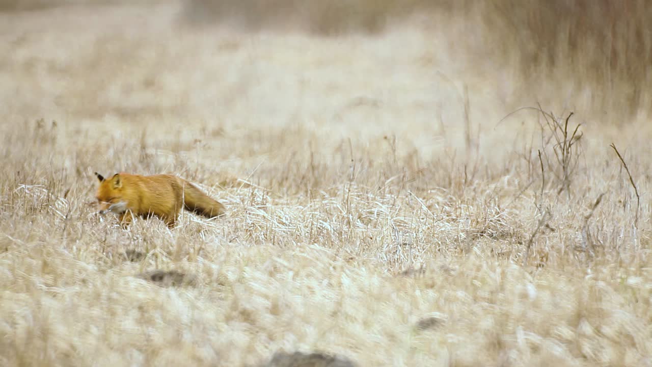 fox está buscando comida en la sabana de hierba seca a muy alta temperatura