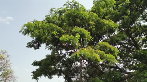 Flughunde-Hängen-Von-Bäumen,-Weite-Sicht-In-Kolhapur