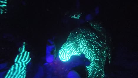 Diving-video-of-glowing-corals-under-ultraviolet-light-at-during-night-dive-in-Komodo-National-Park,-Indonesia