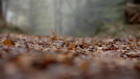 Close-Up-Of-Leaves-On-Path-Through-Autumn-Woodland