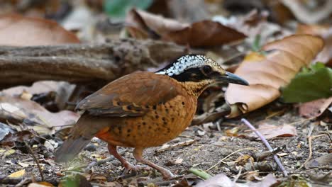 Pitta-De-Orejas,-Hydrornis-Phayrei