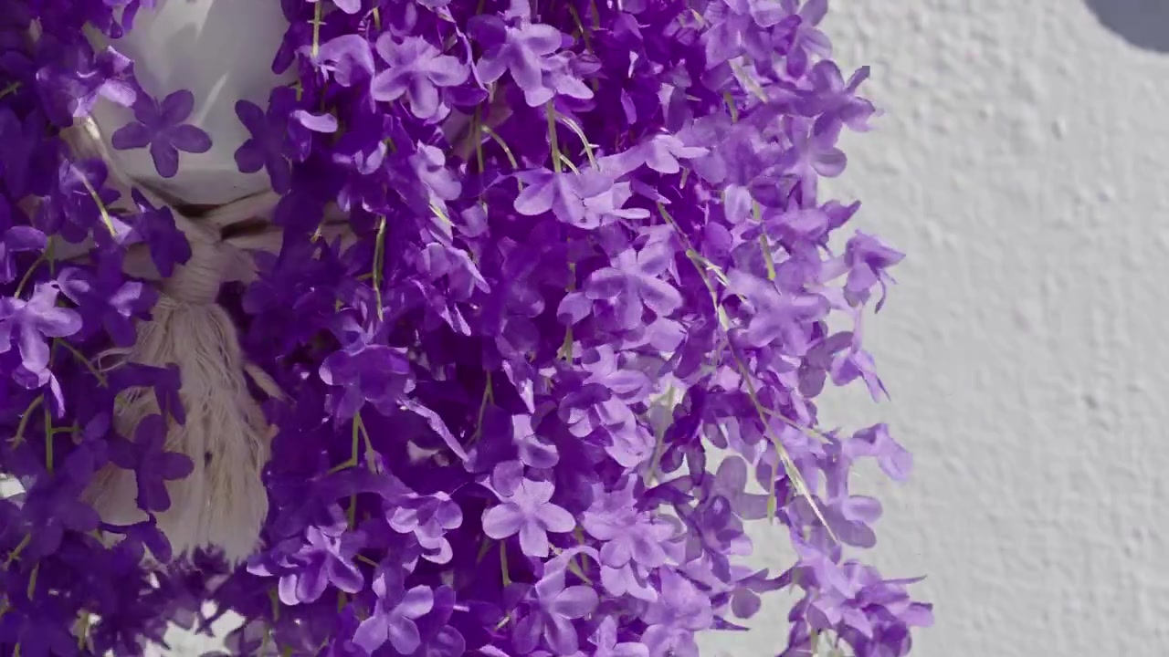 Lilla kaskader af blomster fylder billedet, mens de hænger i blødt dagslys ved siden af en ensfarvet tekstureret væg