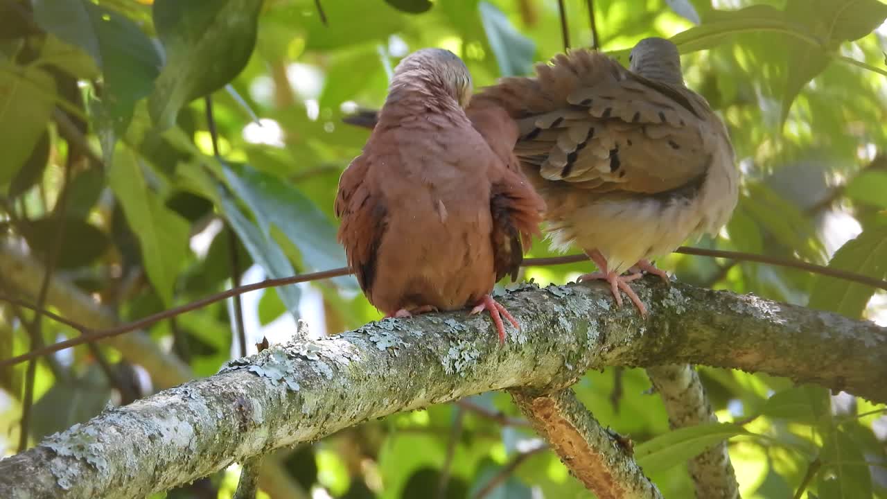 pair of male and female plain-breasted Columbina Ground doves in La Vega, Colombia