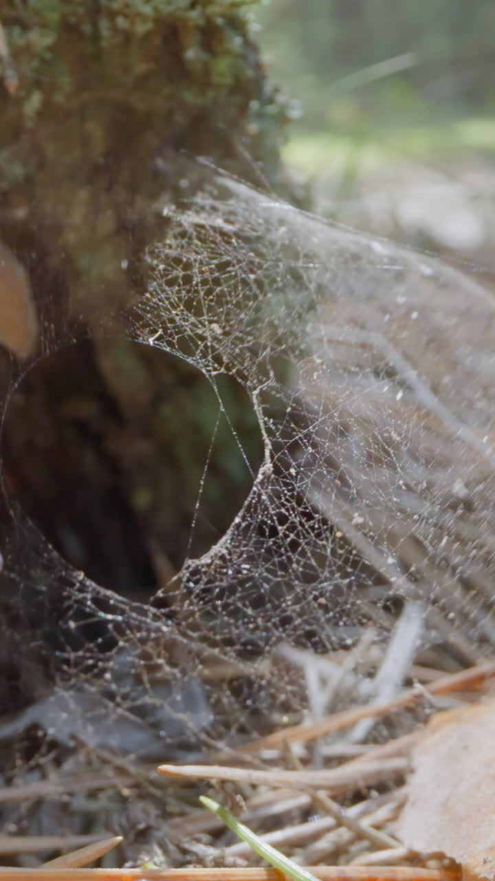 Spider web waving in light wind covers thick pine roots slow motion. Probe lens shot of coniferous tree macro zoom out. Amazing autumn season