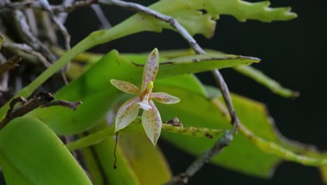 visto en lo profundo de la selva moviéndose con un poco de viento, phalaenopsis cornu-cervi, orquídeas silvestres, tailandia