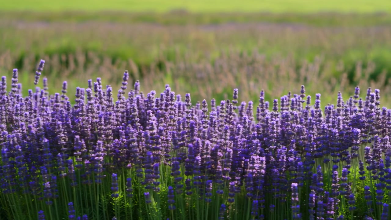 Campo di lavanda a metà sequenza che mostra spighe fiorite che ondeggiano sotto la calda luce solare radente.