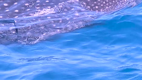 whale shark swimming view from the boat