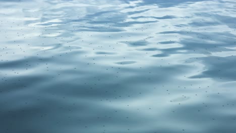 spider glides over water surface in short video.