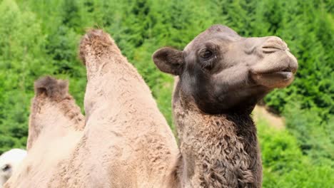 one brown camel which can be found in a zoo forest or wildlife stands against a green forest. one brown camel, which can be found in a zoo, forest or wildlife, stands against a green forest, looking and thinking. the general plan