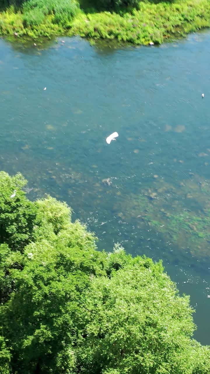 Nature scene with beauty river in sunny day. White birds flying over the lake. Great landscape of summer nature with green trees and blue water at bright sunlight. Aerial view. Vertical video