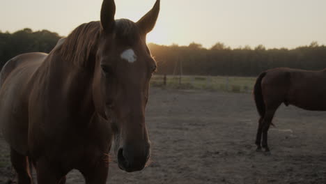 horses in the paddock