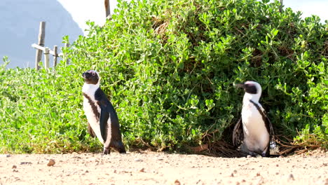african penguins nesting near the coast