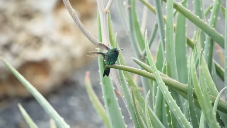 the blue-chinned sapphire hummingbird sits on the aloe vera - an ultra slow-motion shot