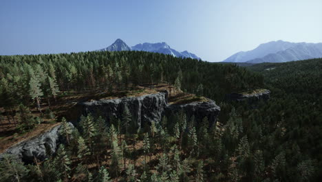 green pine forest in the mountains
