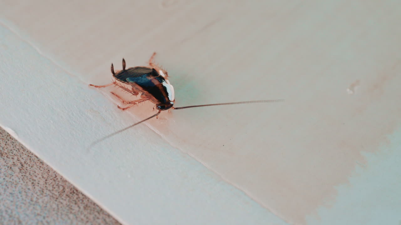 Close up of a small cockroach walking across a light colored surface