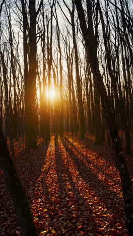 luz del sol del bosque