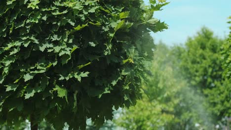 tree spraying and gardening maintenance