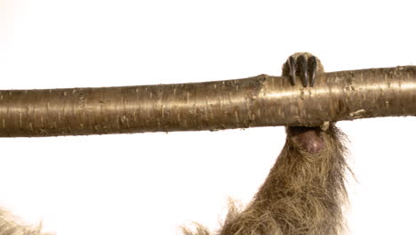 white background sloth with copy space hanging upside down