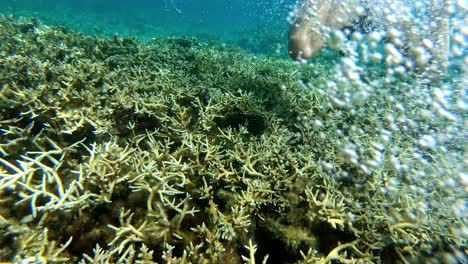 Mujer-Disfrutando-De-Bucear-Por-Encima-De-Los-Arrecifes-De-Coral-Rocosos-En-Un-Agua-Cristalina-En-Oslob-Cebu,-Filipinas