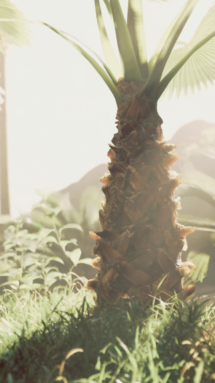 Lush tropical landscape with sunlight filtering through palm trees