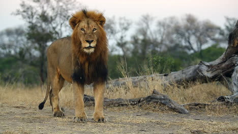 male lion looking around and walking out of shot, kruger national park