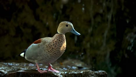 a male ringed teal, callonetta leucophrys dipping its beak into water and extend its neck upward to wonder in a secluded swamp environment against small waterfall background