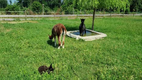 Brown-and-black-alpacas-on-top-of-a-mountains,-Cottian-Alps,-on-the-border-of-Italy-and-France