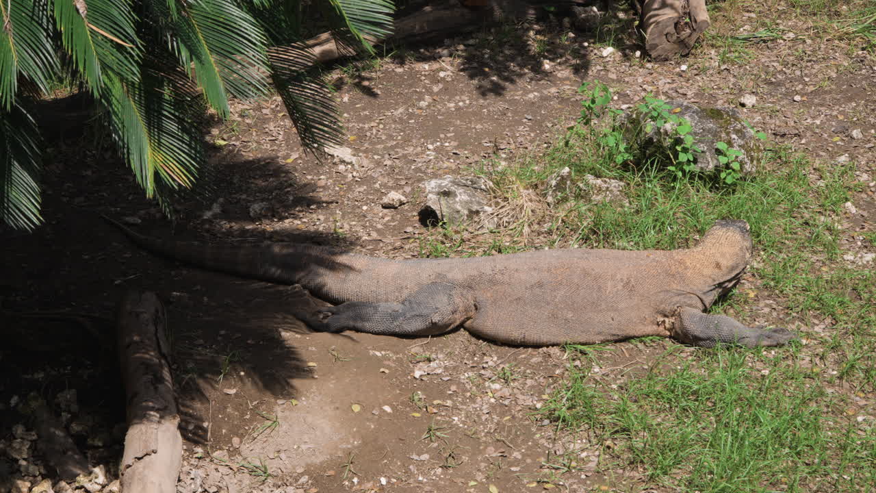 Wilder Komodowaran (Varanus komodoensis) in tropischer Natur, ruhend auf der Wiese unter Sonnenlicht in Indonesien – Aufsicht