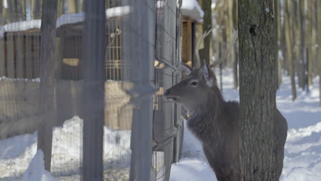 deer at a winter zoo