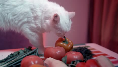 white cat exploring a table full of vegetables