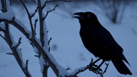 a raven perched on snow-covered branches in winter