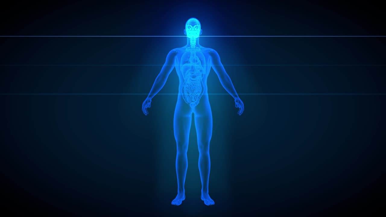 2d vídeos de bucle sin costuras en 1, vista frontal del cuerpo masculino - escaneo de rayos x con órganos y esqueleto, ilustración de atención médica - animaciones 4k 60fps uhd