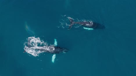 vista aérea de cerca de dos ballenas jorobadas que surgen y soplan varias veces