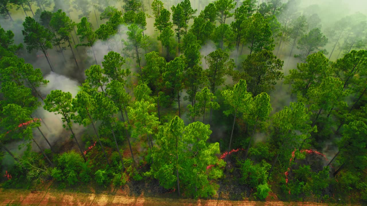 Spreading Wildfire Near Forest Road in Georgia, USA. Flames creep across the forest floor while thick smoke rises into the canopy.