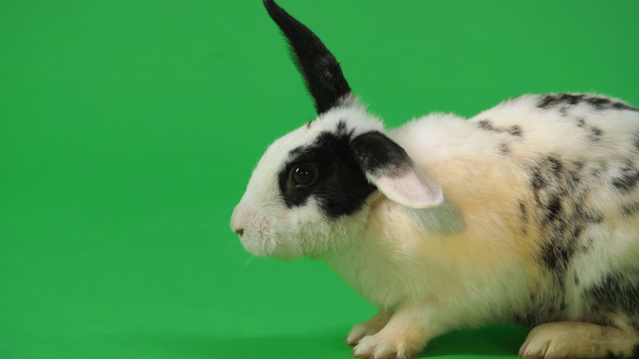 Black and White Rabbit on Green Screen
