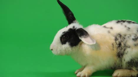 black and white rabbit on green screen