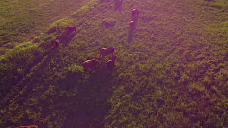 cows grazing at a green field with bales pull out alberta canada