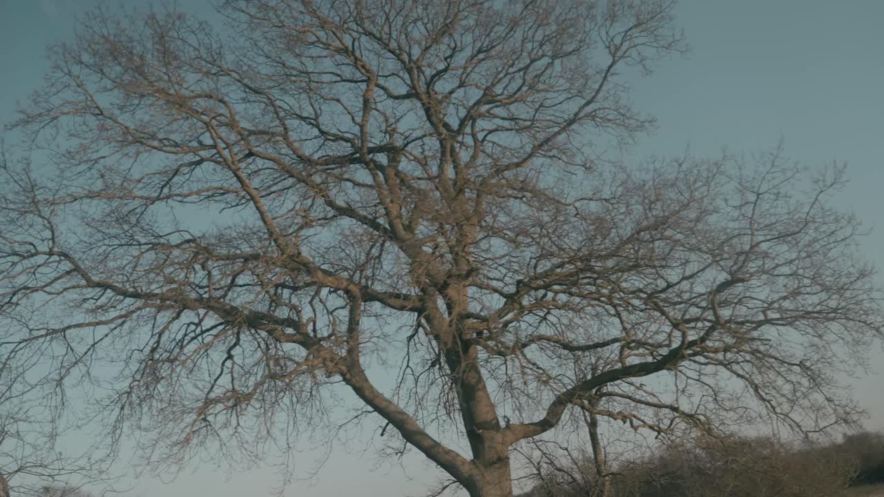 Passing by a tree in a car