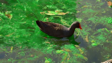 close up shot of dusky moorhen, gallinula tenebrosa finding and feeding food on grass near lake