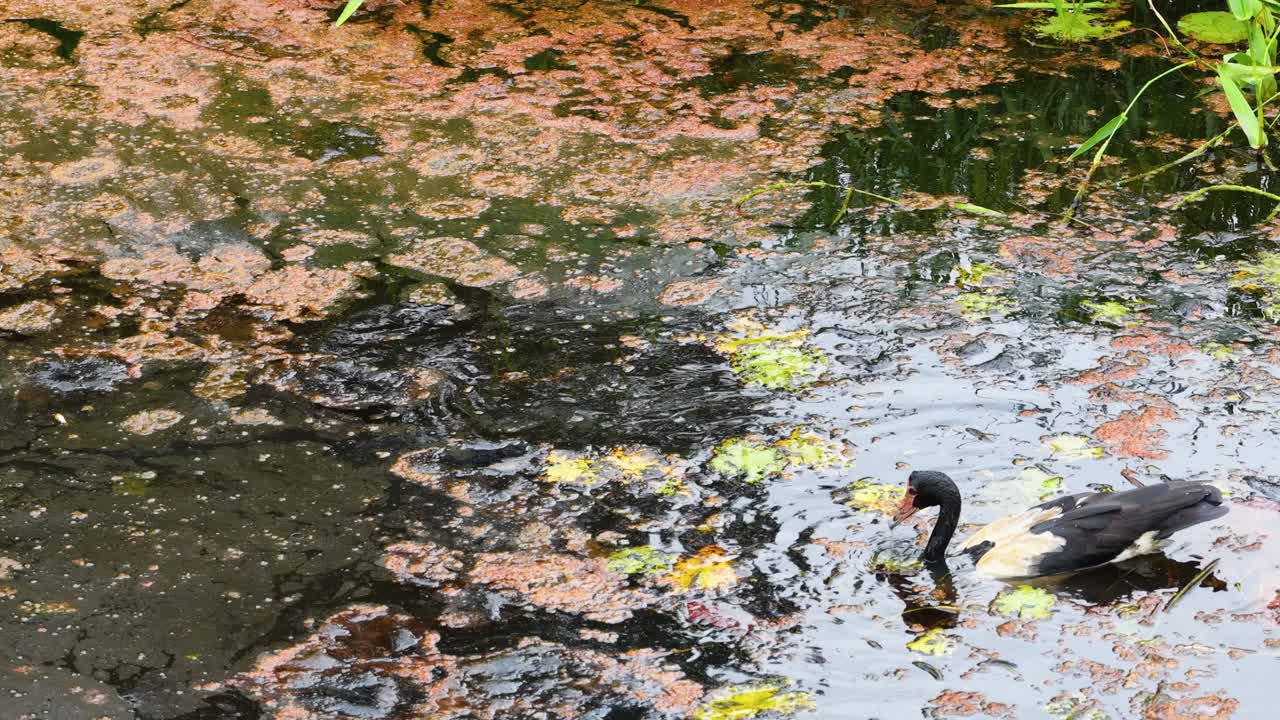 Two ducks gracefully swim through a lily-covered pond, surrounded by vibrant greenery and calm waters