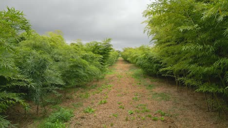 Camine-Por-Un-Bosque-De-Bambú-En-Un-Día-Ventoso-Antes-De-La-Tormenta-En-Verano.